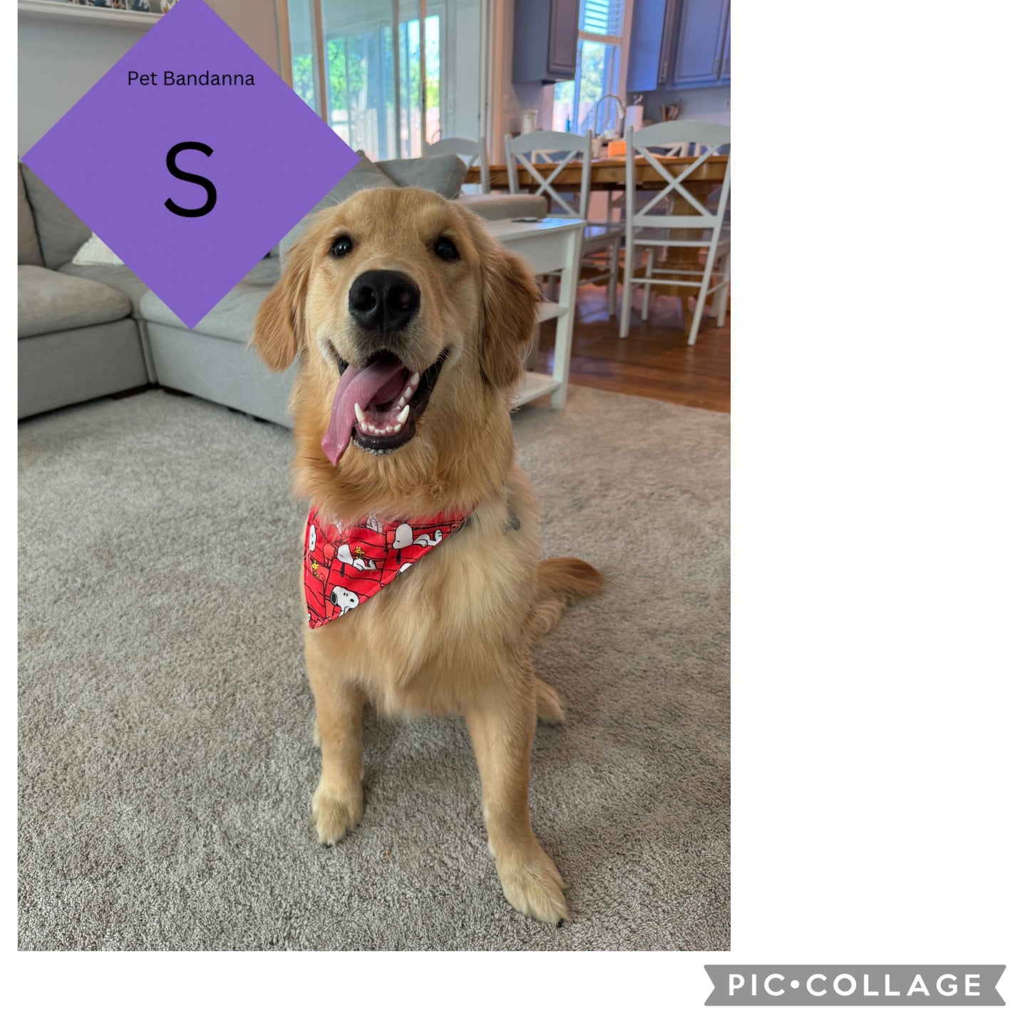 S - Pet Bandanna